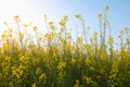 Beautiful Organic Yellow Mustard Flowers in field,