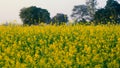 Beautiful Organic Yellow Mustard Flowers in field,