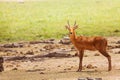 Beautiful oribi standing in grassland of savanna