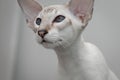 Beautiful oriental blue-point cat with blue eyes, big ears and a mustache on a blurred background. Royalty Free Stock Photo