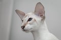 A beautiful oriental blue-point cat with blue eyes, large ears and a mustache. Royalty Free Stock Photo
