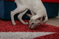 A beautiful oriental cat with blue eyes sniffs the carpet. Siamese oriental breed. Royalty Free Stock Photo