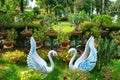 Beautiful oriental garden with pretty white colored pair of swan beautiful morning swan lake