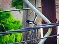Beautiful Oriental magpie robin bird Copsychus saularis sitting  on wire Royalty Free Stock Photo