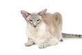 Beautiful oriental siam cat Royalty Free Stock Photo