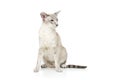 Beautiful oriental siam cat Royalty Free Stock Photo
