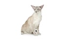 Beautiful oriental siam cat Royalty Free Stock Photo