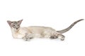 Beautiful oriental siam cat Royalty Free Stock Photo