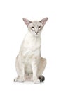 Beautiful oriental siam cat Royalty Free Stock Photo
