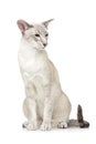 Beautiful oriental siam cat Royalty Free Stock Photo
