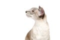 Beautiful oriental siam cat Royalty Free Stock Photo