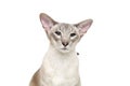 Beautiful oriental siam cat Royalty Free Stock Photo
