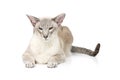 Beautiful oriental siam cat Royalty Free Stock Photo