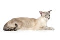 Beautiful oriental siam cat Royalty Free Stock Photo