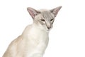 Beautiful oriental siam cat Royalty Free Stock Photo