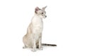 Beautiful oriental siam cat Royalty Free Stock Photo