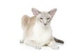 Beautiful oriental siam cat Royalty Free Stock Photo