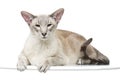 Beautiful oriental siam cat Royalty Free Stock Photo