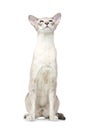 Beautiful oriental siam cat Royalty Free Stock Photo