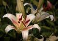 Beautiful Oriental Trumpet Lilium Hybrid