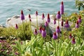 Beautiful original lilac flowers of primula by the lake.