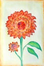 Beautiful original painting of red and orange dahlia flowers