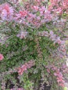 Beautiful original tree with red leaves in summer garden.