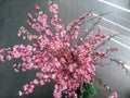 beautiful ornament sakura flowers for decorating interior room