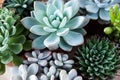 Beautiful ornamental blue and green succulents with thick funny leaves, close-up. Composition of colorful varieties of