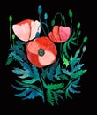 Beautiful ornamental bright pattern of red poppies with leaves and heads on black background watercolor Royalty Free Stock Photo