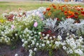 Beautiful ornamental flowerbed with spring flowers. Lobularia maritima, Tagetes