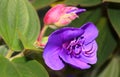 Beautiful ornamental flowers in the kodaikanal chettiar park.