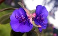 Beautiful ornamental flowers in the kodaikanal chettiar park.