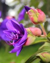 Beautiful ornamental flowers in the kodaikanal chettiar park.