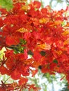 Beautiful ornamental flowers named flame tree.A stunning red flowers named Royal Poinciana, Flamboyant.