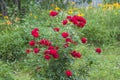 Beautiful red rosebush in the summer garden Royalty Free Stock Photo