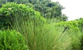 A beautiful ornamental grass plant.