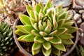Beautiful ornamental green succulents with thick funny leaves, close-up