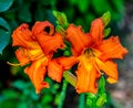 Beautiful ornamental Lillies in a Garden