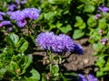 Beautiful ornamental plant - the Flossflower, bluemink, blueweed, pussy foot or Mexican paintbrush Ageratum houstonianum `Aloha Royalty Free Stock Photo