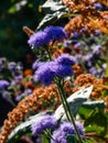 Beautiful ornamental plant - the Flossflower, bluemink, blueweed, pussy foot or Mexican paintbrush Ageratum houstonianum Royalty Free Stock Photo
