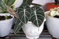 Beautiful ornamental plant known as Black Velvet Alocasia