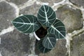Beautiful ornamental plant known as Black Velvet Alocasia