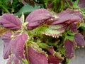 this is a beautiful ornamental plant miana, slobber or coleus
