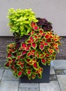 Beautiful ornamental plant with red-green leaves Plectranthus scutellarioides (Coleus blumei Royalty Free Stock Photo