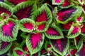 Beautiful ornamental plant with red-green leaves Plectranthus scutellarioides (Coleus blumei). close-up Royalty Free Stock Photo