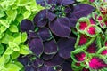 Beautiful ornamental plant with red-green leaves Plectranthus scutellarioides (Coleus blumei). close-up Royalty Free Stock Photo