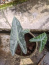 a beautiful ornamental plant in the sunny day looked like cute