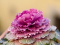 Beautiful ornamental purple cabbage with bright magenta and grey frilly leaves in the garden