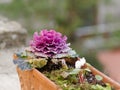 Beautiful ornamental purple cabbage with bright magenta and grey frilly leaves in the garden